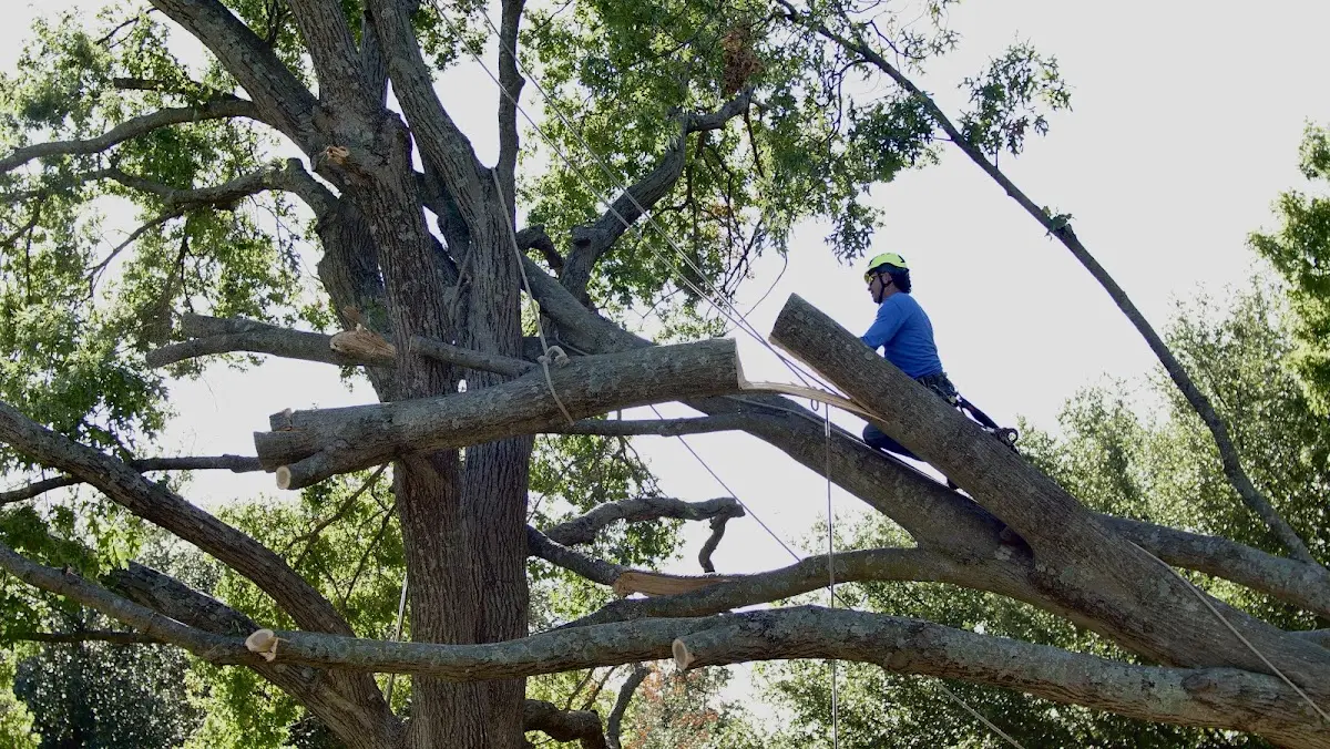 Professional Hazardous Tree Removal performed by certified arborists in Collinston
